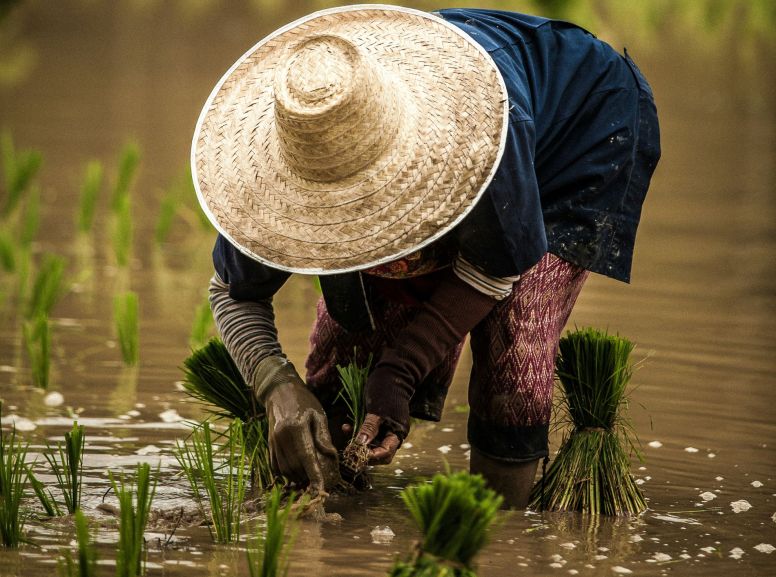 Ein Bauer beim Reisanbau